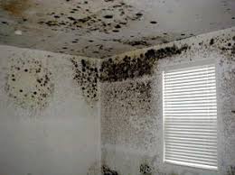 Airborne Mold Spores: Are They Dangerous To Your Health?