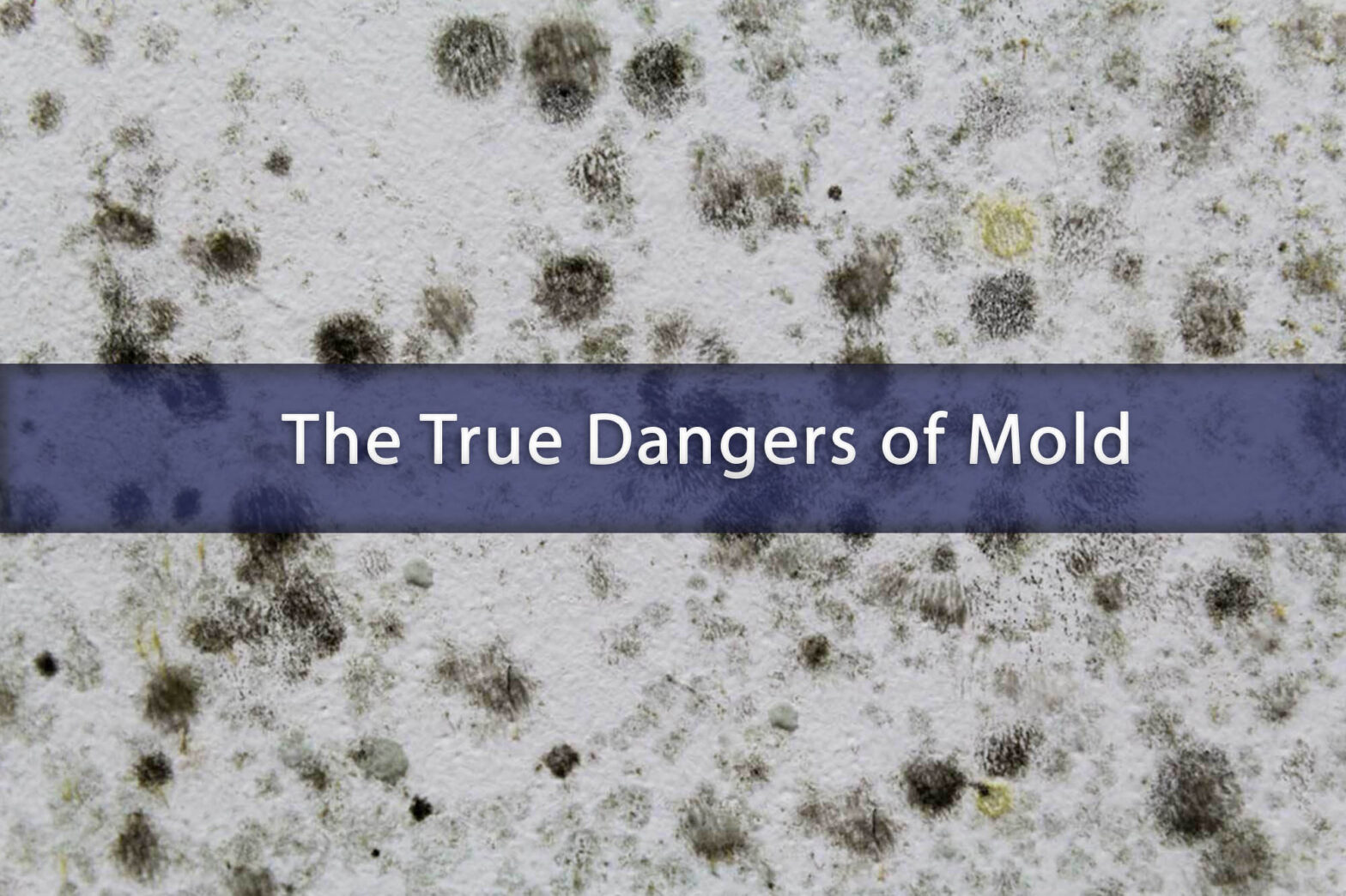 Eliminating Mold and Mildew