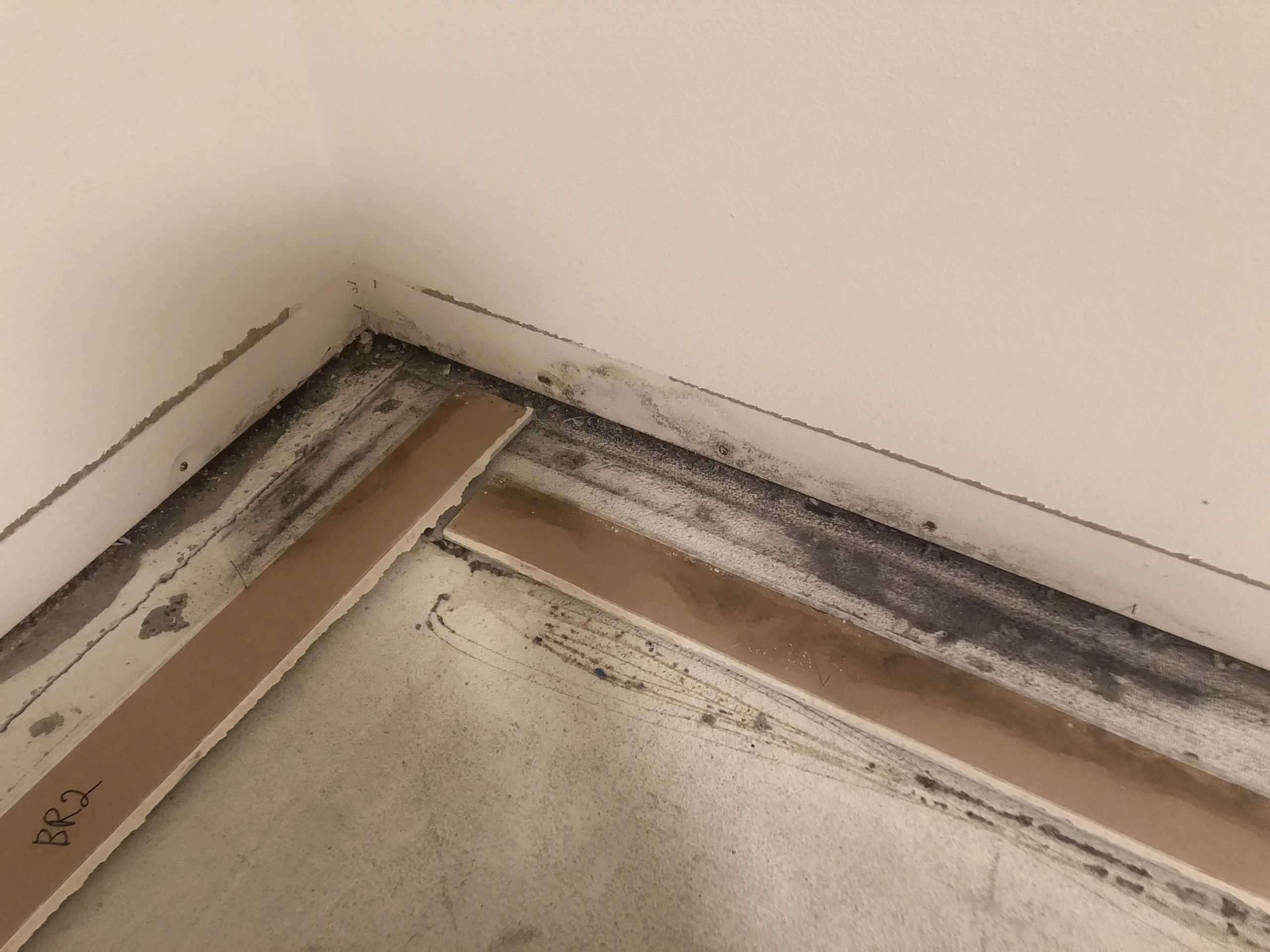 <strong>10 Most Commonly Asked Questions about Mold in Nanaimo, Parksville and Qualicum</strong>